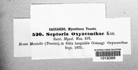 Septoria oxyacanthae image